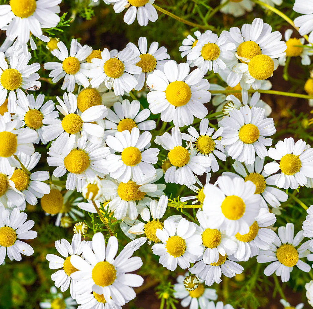 Flower image