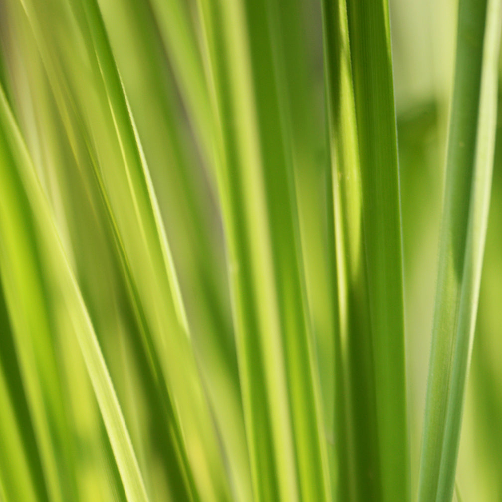 Aceite de Hierba de Limón