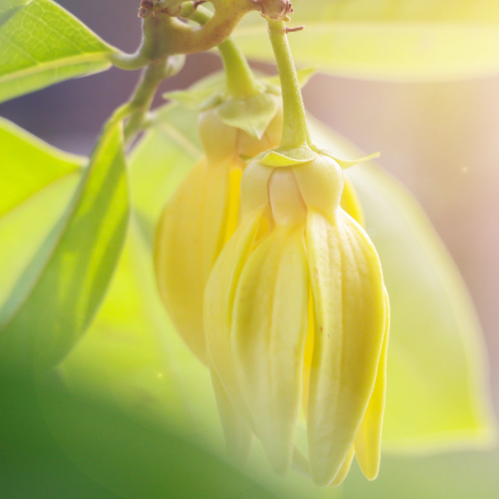 Aceite de Ylang Ylang
