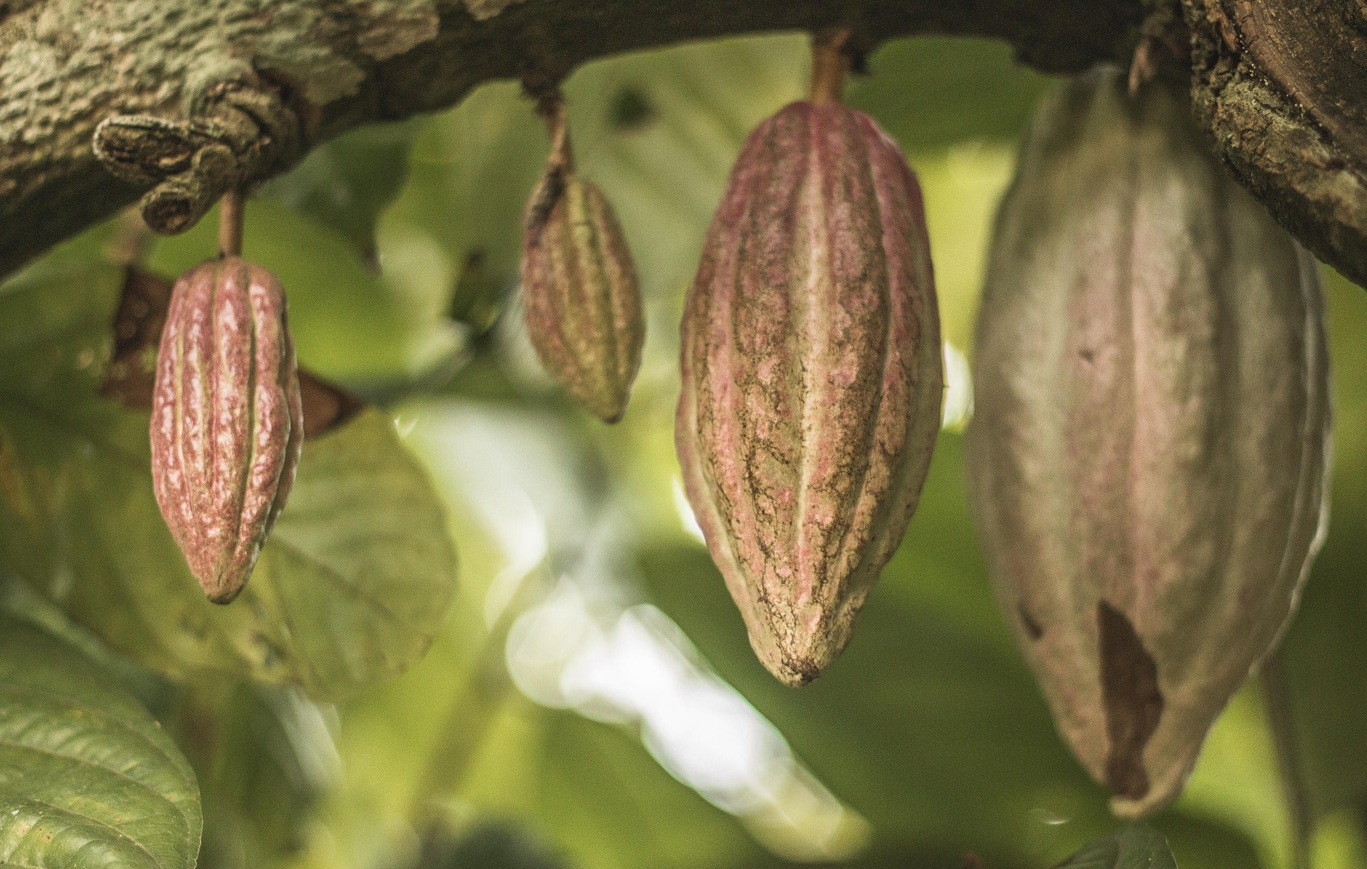 Cacao en Polvo